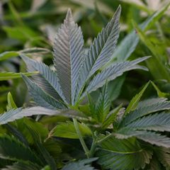 Eine Cannabispflanze (Archivbild)