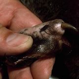 Giftsporn eines Schnabeltiers