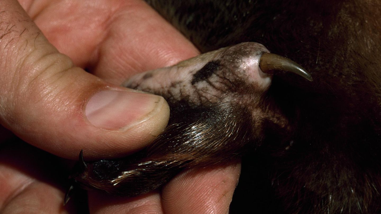 Giftsporn eines Schnabeltiers