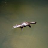 Schnabeltier allein im Wasser