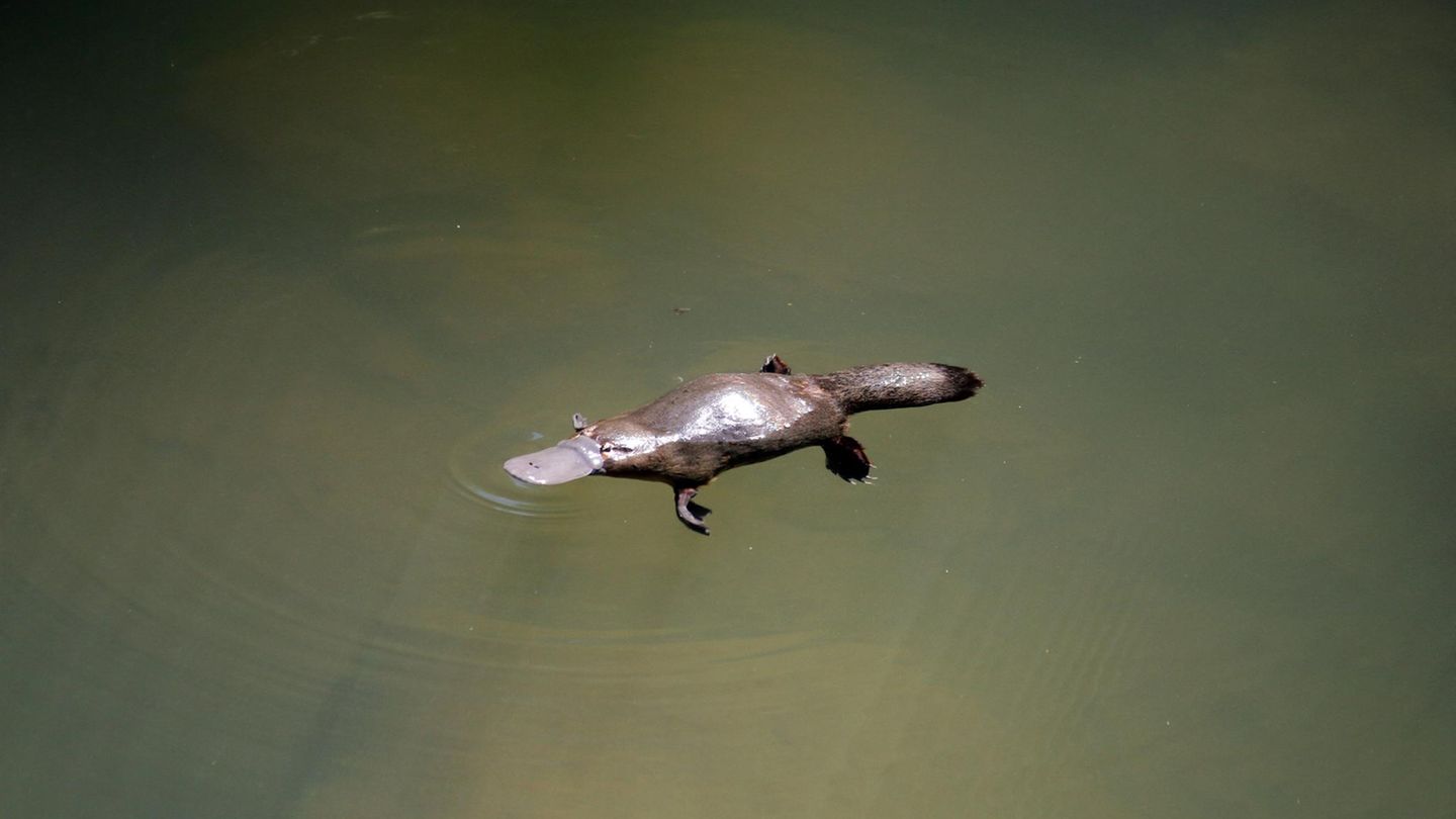 Schnabeltier allein im Wasser