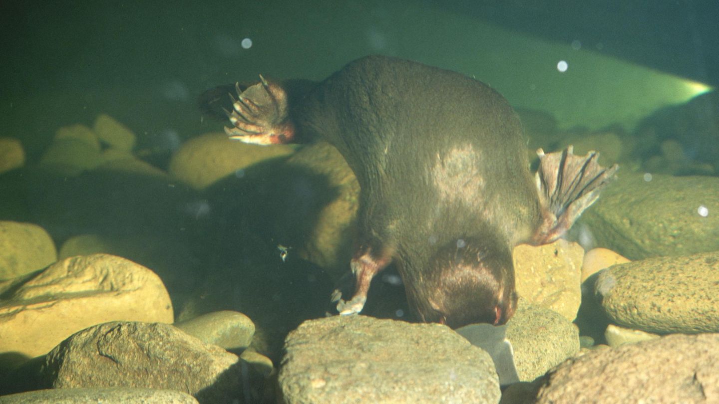 Schnabeltier wühlt unter Wasser