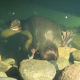 Schnabeltier wühlt unter Wasser