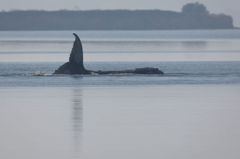 Der Wal reagierte am Morgen mit heftigen Schlägen seiner Schwanzflosse auf einen sich nähernden Taucher. Foto: Jens Büttner/dpa