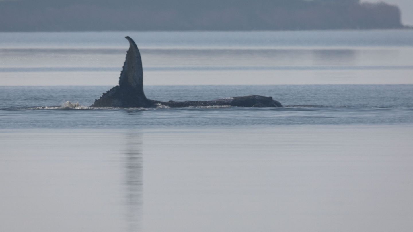Der Wal reagierte am Morgen mit heftigen Schlägen seiner Schwanzflosse auf einen sich nähernden Taucher. Foto: Jens Büttner/dpa