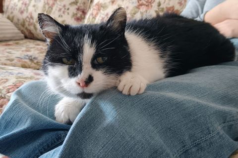 Inzwischen kommt Perla von selbst, wenn jemand sitzt. "Dann kommt sie sofort, setzt sich auf den Schoß und will gestreichelt wer