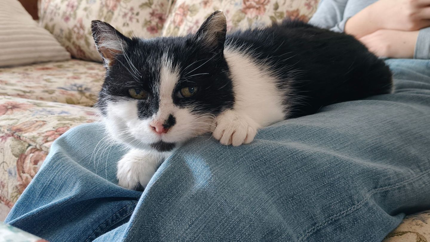 Inzwischen kommt Perla von selbst, wenn jemand sitzt. "Dann kommt sie sofort, setzt sich auf den Schoß und will gestreichelt wer