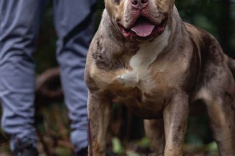 Untersuchungen hätten ergeben, dass der XL-Bully Toretto bereits angefangen hatte, den Mann bei lebendigem Leib zu fressen, beri
