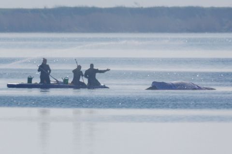 Am Freitag lief die private Rettungsaktion des vor der Ostsee-Insel Poel gestrandeten Buckelwals weiter auf Hochtouren. Foto: Je