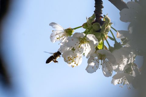 Die Kirschblüte in Franken ist noch in vollem Gange. (Archivbild) Foto: Pia Bayer/dpa