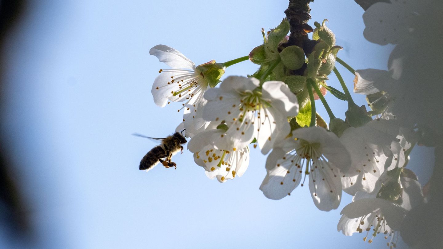 Die Kirschblüte in Franken ist noch in vollem Gange. (Archivbild) Foto: Pia Bayer/dpa