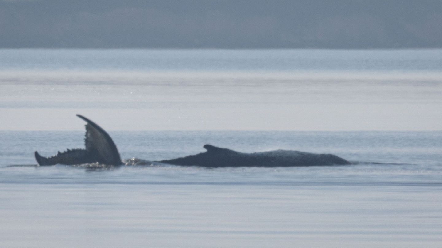 Der Buckelwal vor der Insel Poel schlägt mit seiner Schwanzflosse. Foto: Jens Büttner/dpa