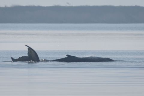 Der Buckelwal vor der Insel Poel schlägt mit seiner Schwanzflosse. Foto: Jens Büttner/dpa