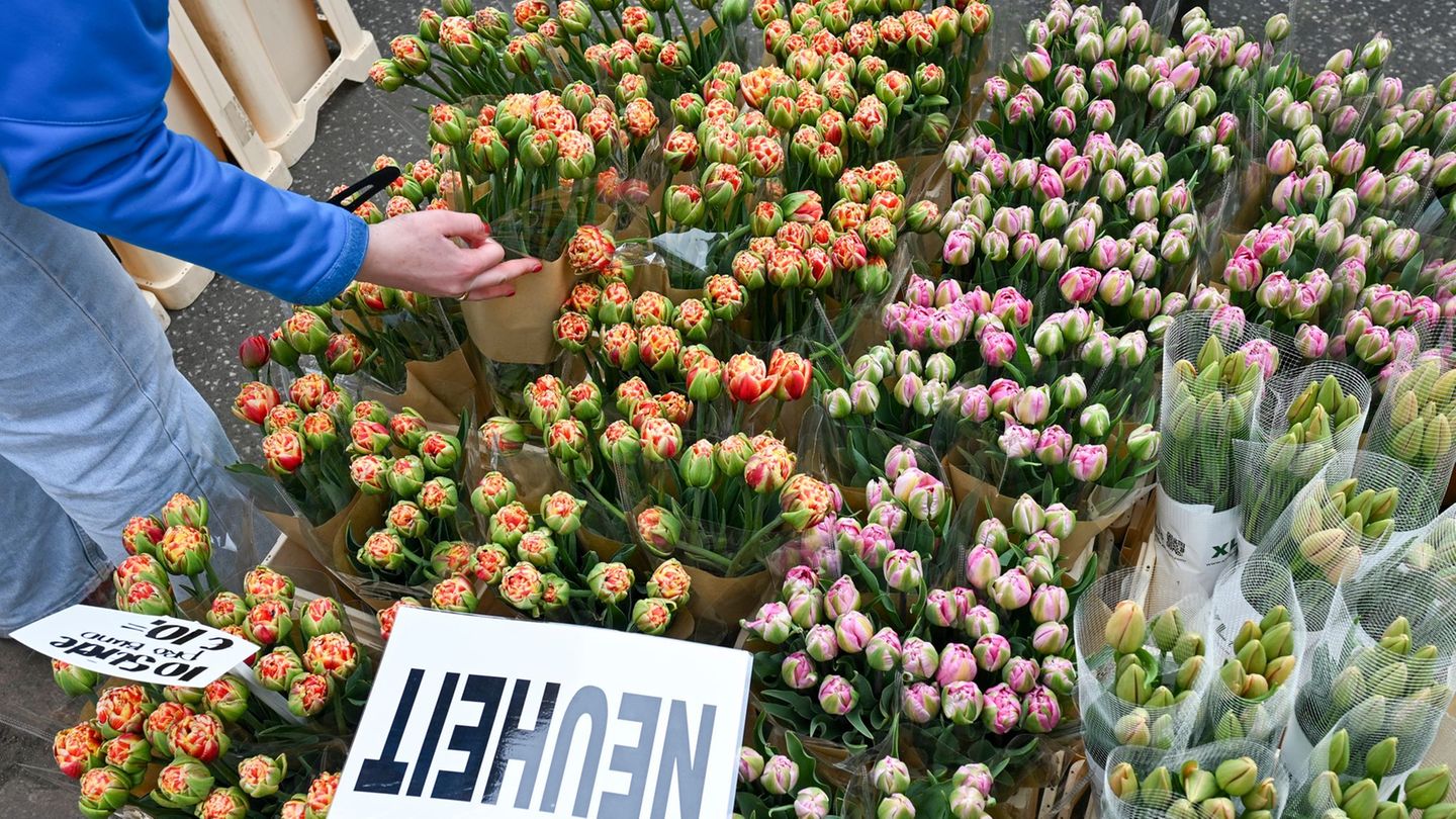 Tulpen sind beliebte Frühlingsblumen - nicht nur in Potsdam zum Tulpenfest. (Archivbild) Foto: Jens Kalaene/dpa