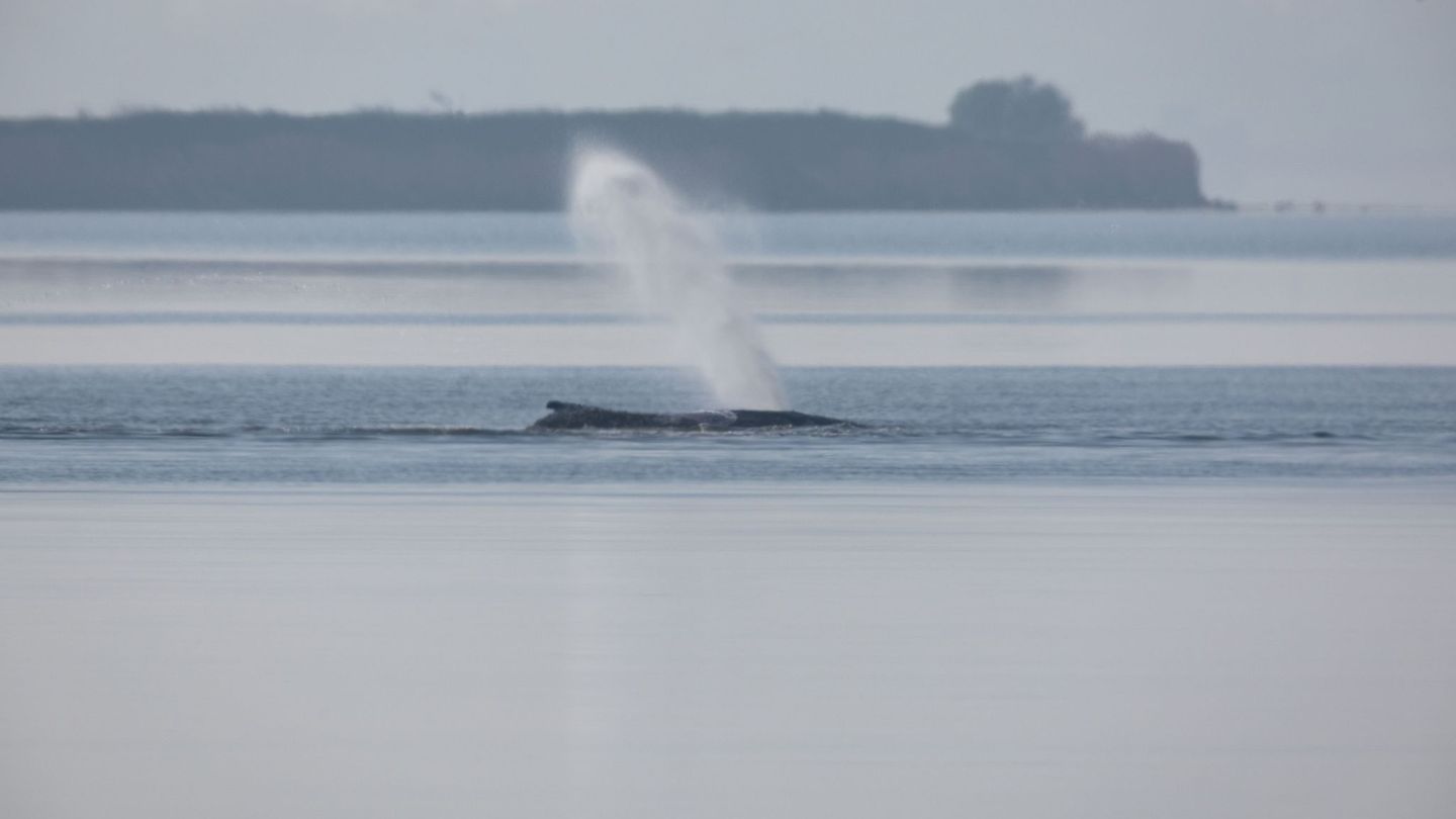 Gestrandeter Wal in der Ostsee: Behördenteam zur Überwachung von Wal-Rettung vor Poel