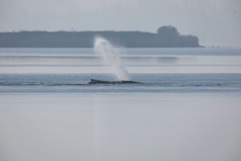 Am Samstag soll die Rettungsaktion für den vor Poel gestrandeten Buckelwal fortgesetzt werden. Foto: Jens Büttner/dpa