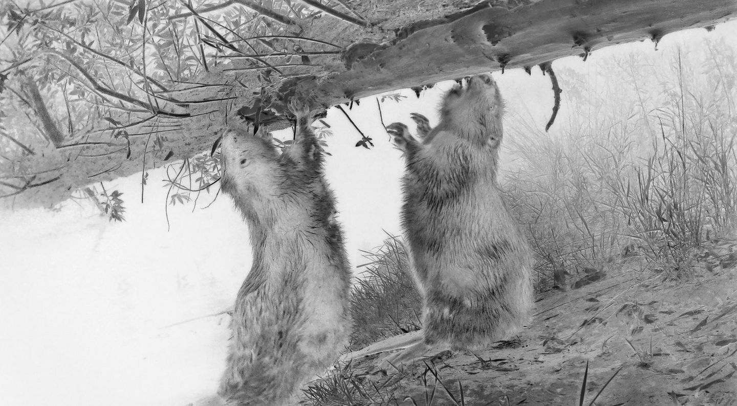 Wenn Tiere selbst auf den Auslöser drücken: Diese Serie entstand mit Wildkameras, die nur bei Bewegung aufnehmen – der Fotograf war also im entscheidenen Moment nicht dabei. Er wählte nur die Orte, installierte die Kameras und sichtete über Monate das Material. Jedes seiner Bilder wurde so zur Koproduktion zwischen Mensch und Wildtier.     Wolfgang Duerr, dritter Platz in der Kategorie „Wildtiere und Natur“