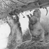 Wenn Tiere selbst auf den Auslöser drücken: Diese Serie entstand mit Wildkameras, die nur bei Bewegung aufnehmen – der Fotograf war also im entscheidenen Moment nicht dabei. Er wählte nur die Orte, installierte die Kameras und sichtete über Monate das Material. Jedes seiner Bilder wurde so zur Koproduktion zwischen Mensch und Wildtier.     Wolfgang Duerr, dritter Platz in der Kategorie „Wildtiere und Natur“