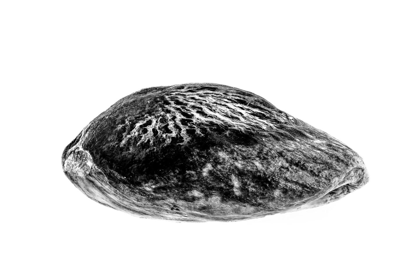 Fast ein Jahr lang fotografierte Daniele Vita die Pistazien von Bronte auf Sizilien – von den Bäumen über die Ernte bis zur Verarbeitung. Im seriellen Blick erkannte er: Sie sehen ähnlich aus und sind doch jede für sich einzigartig. Daraus entstand auch dieses eindrucksvolle Porträt einer geschälten, sonnengetrockneten und aus ihrer Schale gelösten Pistazie.      Dritter Platz in der Kategorie „Stillleben“