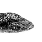 Fast ein Jahr lang fotografierte Daniele Vita die Pistazien von Bronte auf Sizilien – von den Bäumen über die Ernte bis zur Verarbeitung. Im seriellen Blick erkannte er: Sie sehen ähnlich aus und sind doch jede für sich einzigartig. Daraus entstand auch dieses eindrucksvolle Porträt einer geschälten, sonnengetrockneten und aus ihrer Schale gelösten Pistazie.      Dritter Platz in der Kategorie „Stillleben“