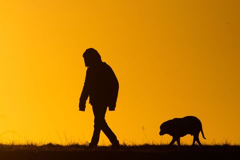 Die Polizei sucht nach dem Hund und seinem Herrchen. (Symbolbild) Foto: Julian Stratenschulte/dpa
