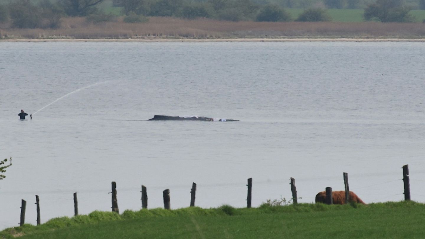 Wal vor der Insel Poel