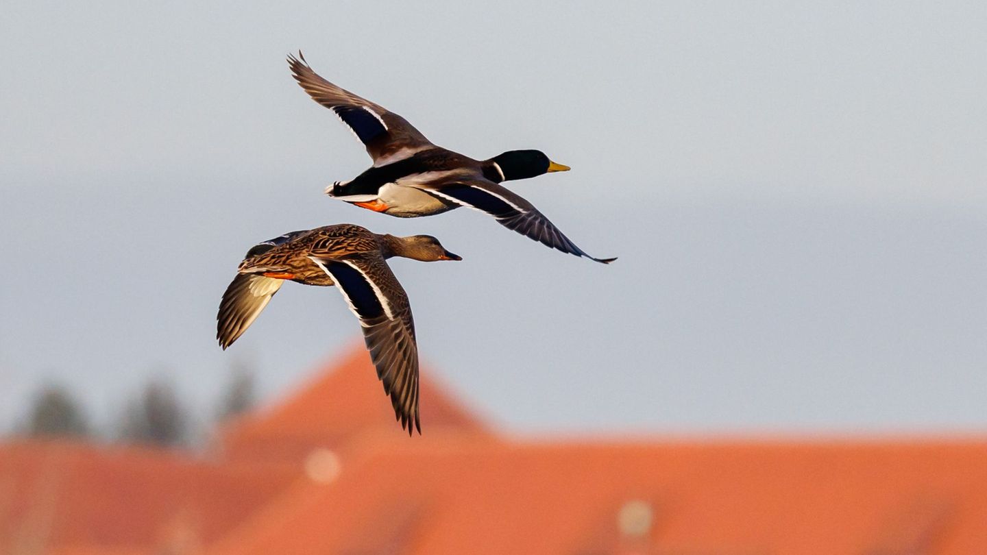 Eine Ente rettete die Polizei. (Symbolbild) Foto: Daniel Karmann/dpa
