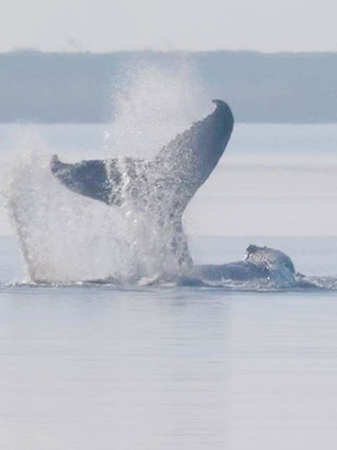 Tierärztin zur Walrettung: „Er hat eine reelle Chance da wegzukommen“