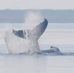 Tierärztin zur Walrettung: „Er hat eine reelle Chance da wegzukommen“
