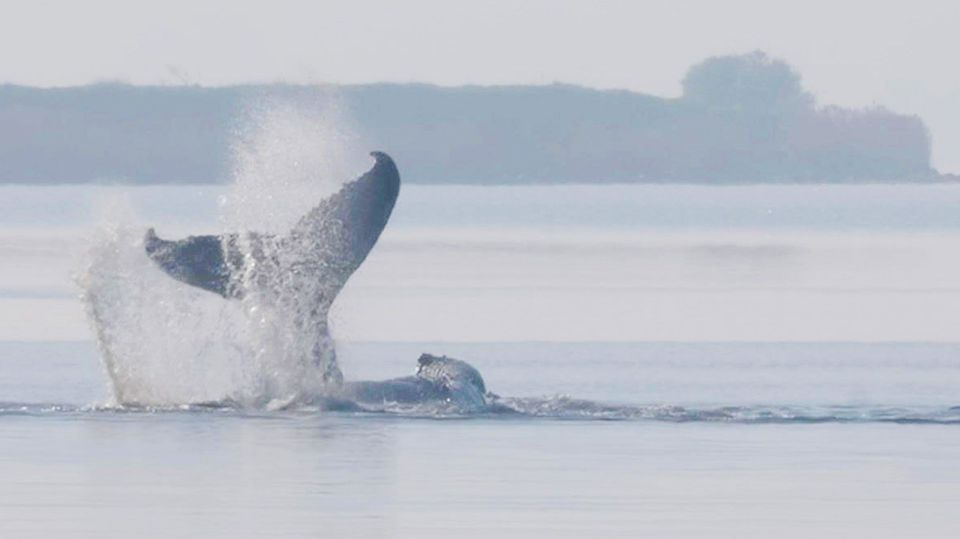 Tierärztin zur Walrettung: „Er hat eine reelle Chance da wegzukommen“