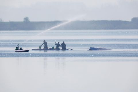 Helfer in der Nähe des Wals: Die Aufnahme stammt vom 17. April 2026