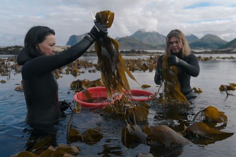 Auf den Lofoten ernten Angelita Erikson (links) und Tamara Singer verschiedenste essbare Algen, die hier wachsen, ganz ohne Pestizide oder Dünger.