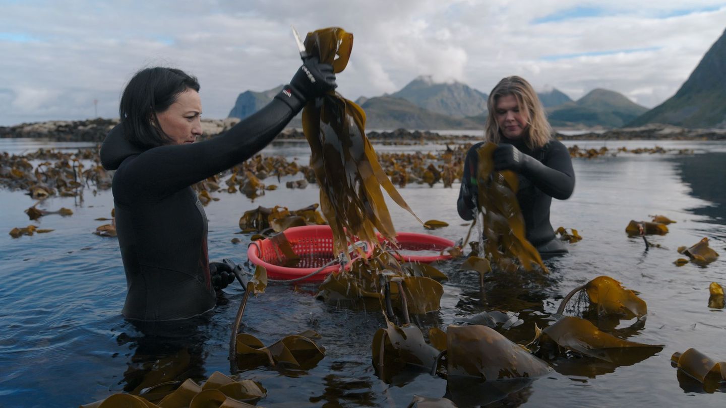 Auf den Lofoten ernten Angelita Erikson (links) und Tamara Singer verschiedenste essbare Algen, die hier wachsen, ganz ohne Pestizide oder Dünger.