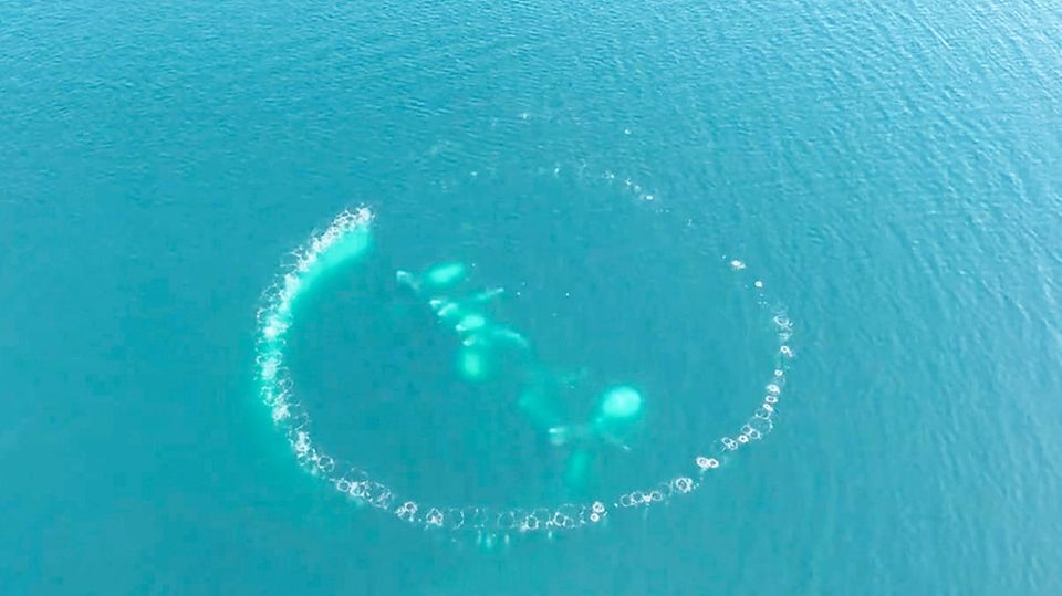 Spektakuläre Methode: „Netze aus Luftblasen“: So raffiniert jagen Buckelwale