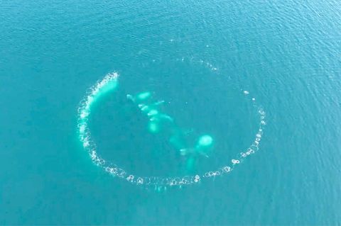 Spektakuläre Methode: „Netze aus Luftblasen“: So raffiniert jagen Buckelwale