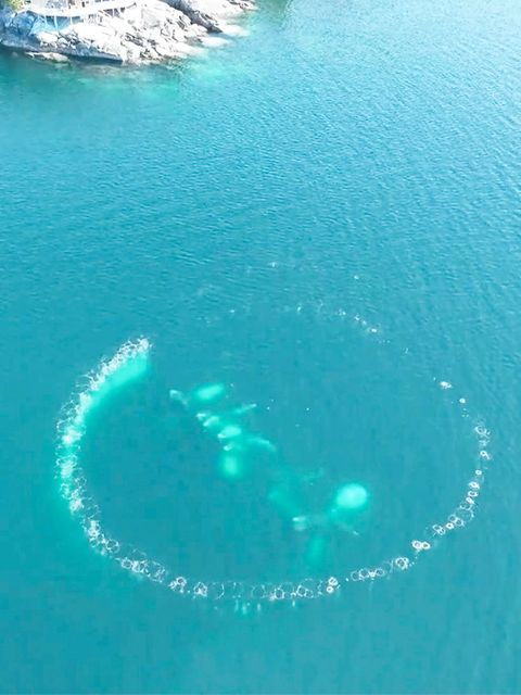 Spektakuläre Methode: „Netze aus Luftblasen“: So raffiniert jagen Buckelwale