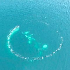 Spektakuläre Methode: „Netze aus Luftblasen“: So raffiniert jagen Buckelwale