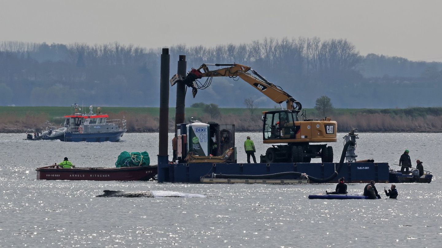 Detaillierte Infos zum Fortschritt der Rettungsaktion gibt es von den Initiatoren nicht. Foto: Bernd Wüstneck/dpa
