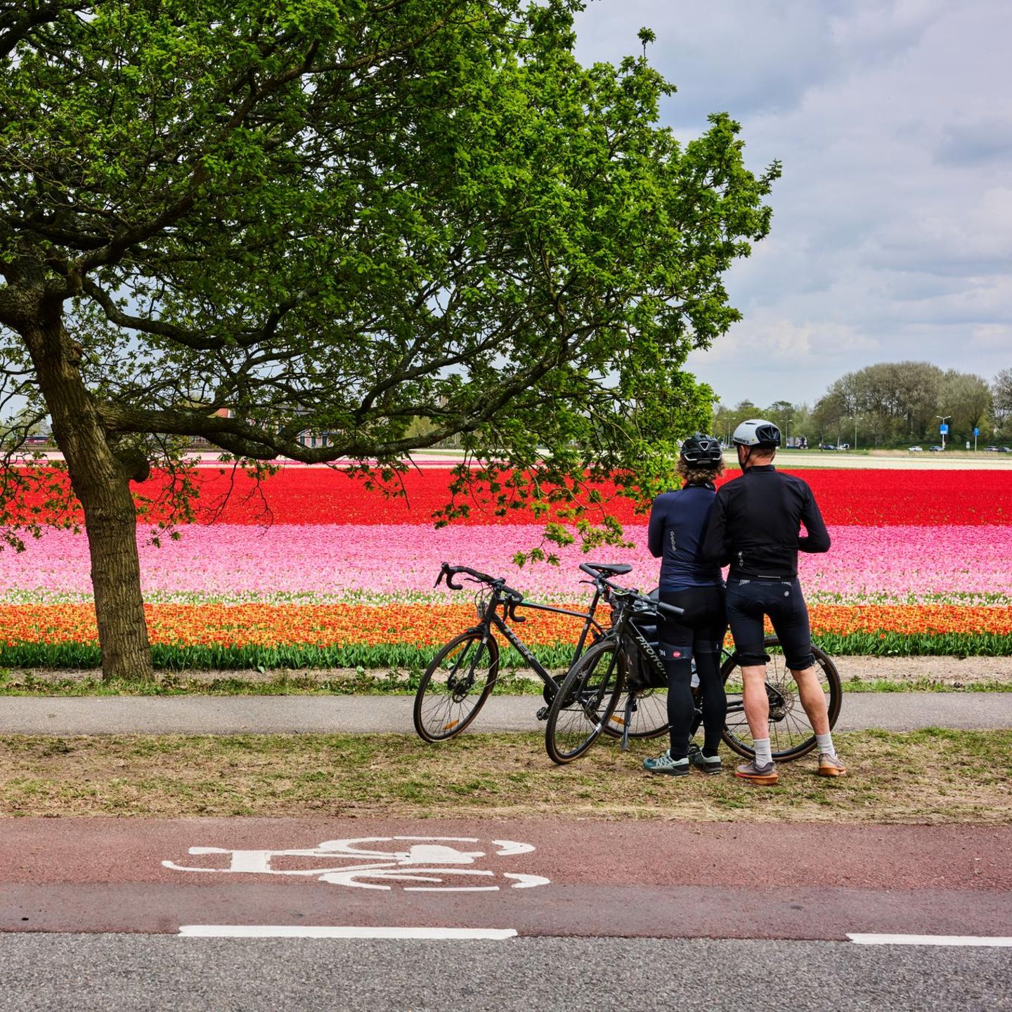 Keukenhof, Niederlande. An dieser Strecke können Fahrradfahrer ein buntes Spektakel bestaunen. In knalligen Streifen blühen Tulpen und Hyazinthen. 
