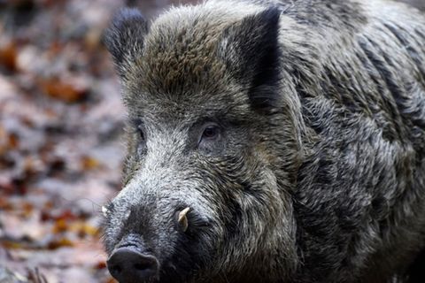Wildschweine sind vielfach radioaktiv belastet