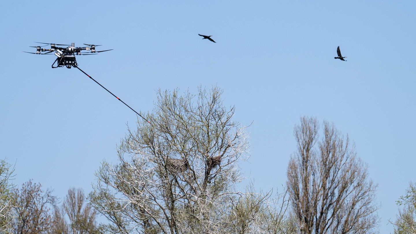 Die Drohne steuerte vier Nester an. Foto: Waldmann/Ministerium für Ländlichen Raum von Baden-Württemberg/dpa