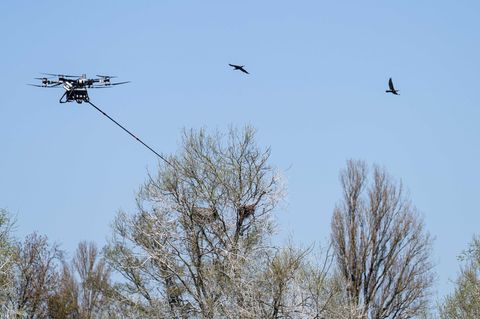 Die Drohne steuerte vier Nester an. Foto: Waldmann/Ministerium für Ländlichen Raum von Baden-Württemberg/dpa