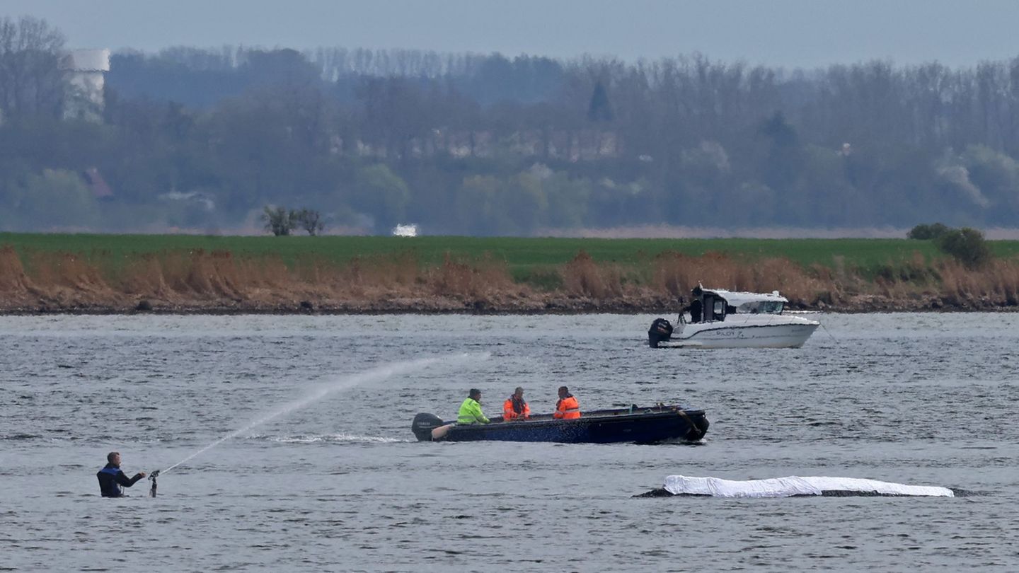 Die Rettungsaktion läuft, aber der Wal sollte am Samstag nicht mehr transportiert werden. Foto: Bernd Wüstneck/dpa