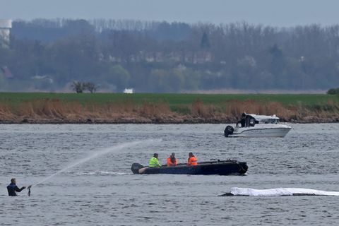Die Rettungsaktion läuft, aber der Wal sollte am Samstag nicht mehr transportiert werden. Foto: Bernd Wüstneck/dpa
