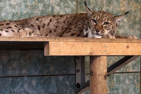 Luchskatze Missy ist im besten Zuchtalter. (Archivbild) Foto: Zoo Wuppertal/dpa