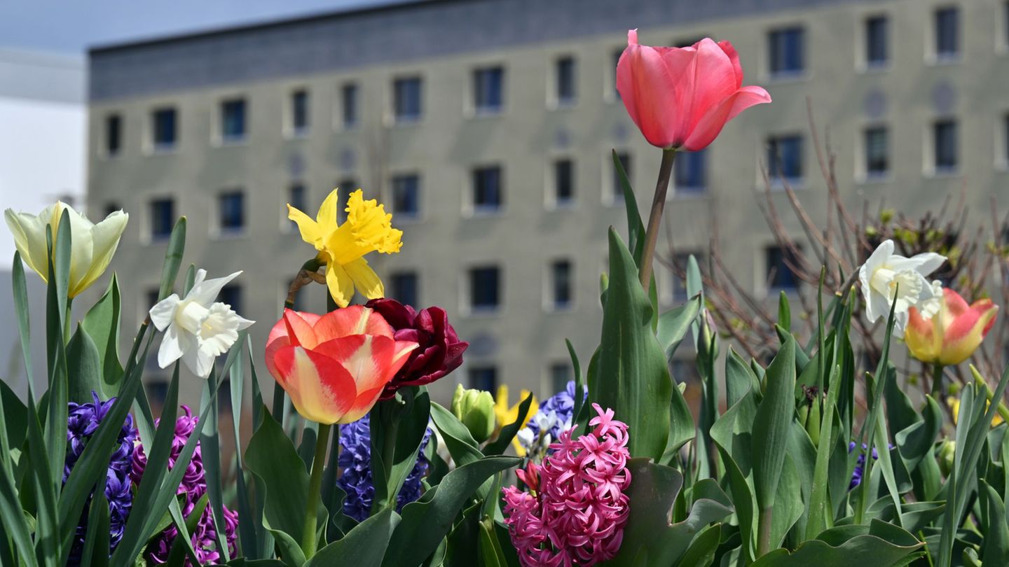 Vom 23. April bis zum 11. Oktober ist die Landesgartenschau in Leinefelde-Worbis im Eichsfeld geöffnet. Foto: Martin Schutt/dpa