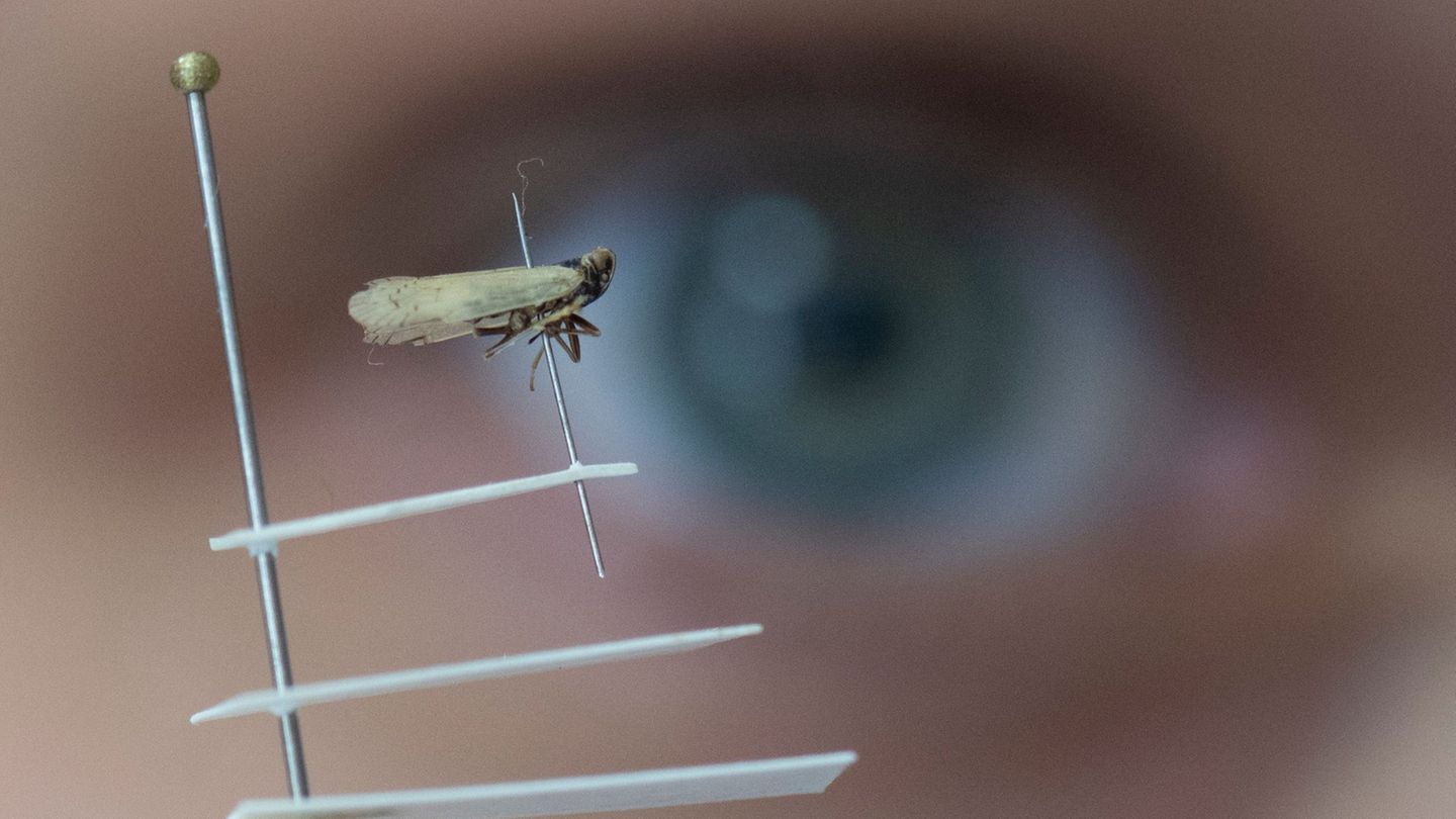 Die Schilf-Glasflügelzikade überträgt Krankheiten auf Kartoffeln und Zuckerrüben. (Archivbild) Foto: Boris Roessler/dpa