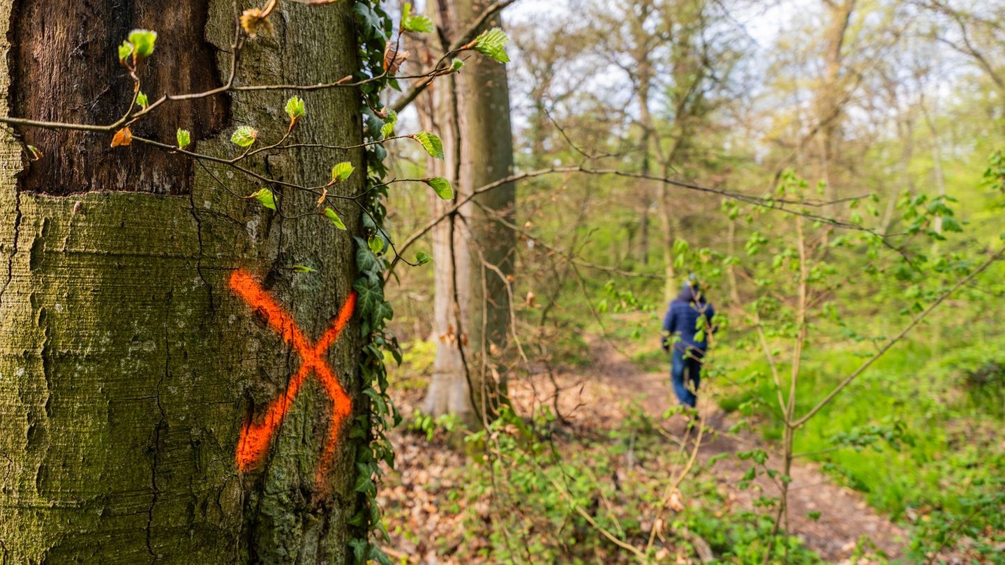 Das Betreten des Waldes erfolgt grundsätzlich auf eigene Gefahr. Foto: Andreas Arnold/dpa