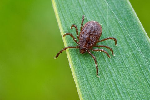 Zecken können Krankheiten wie Borreliose und FSME übertragen – mit Beginn der warmen Monate steigt das Risiko. (Symbolbild) Foto