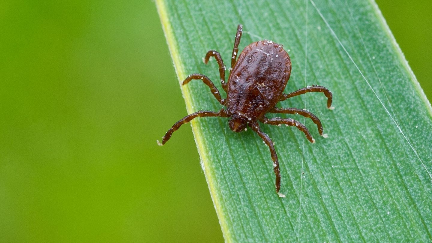 Zecken können Krankheiten wie Borreliose und FSME übertragen – mit Beginn der warmen Monate steigt das Risiko. (Symbolbild) Foto